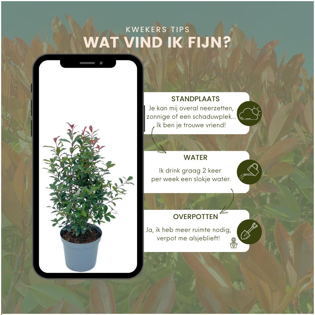 Große Glanzmispelpflanzen für eine 10 Meter lange Hecke | - 12L - 20x | ↨ 125-150 cm - Carré Rouge