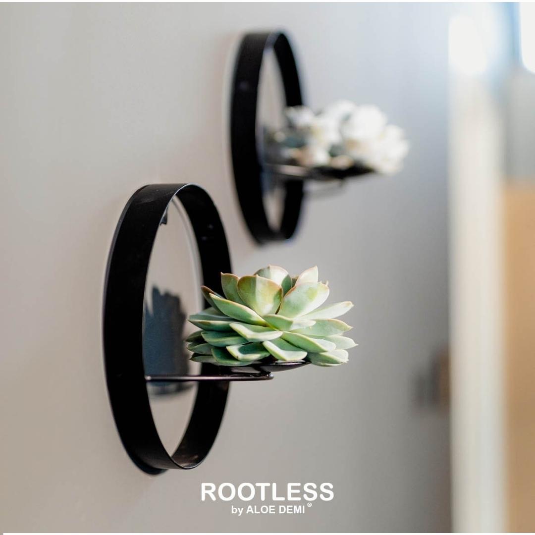 ROOTLESS Succulent Echeveria Pulidonis on Wall Decoration Stand Black Ø20 cm - ↕20 cm