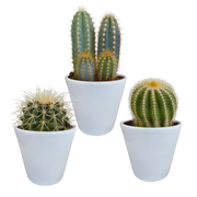 Mélange pour cactus 8,5 cm - 3x - en pot blanc