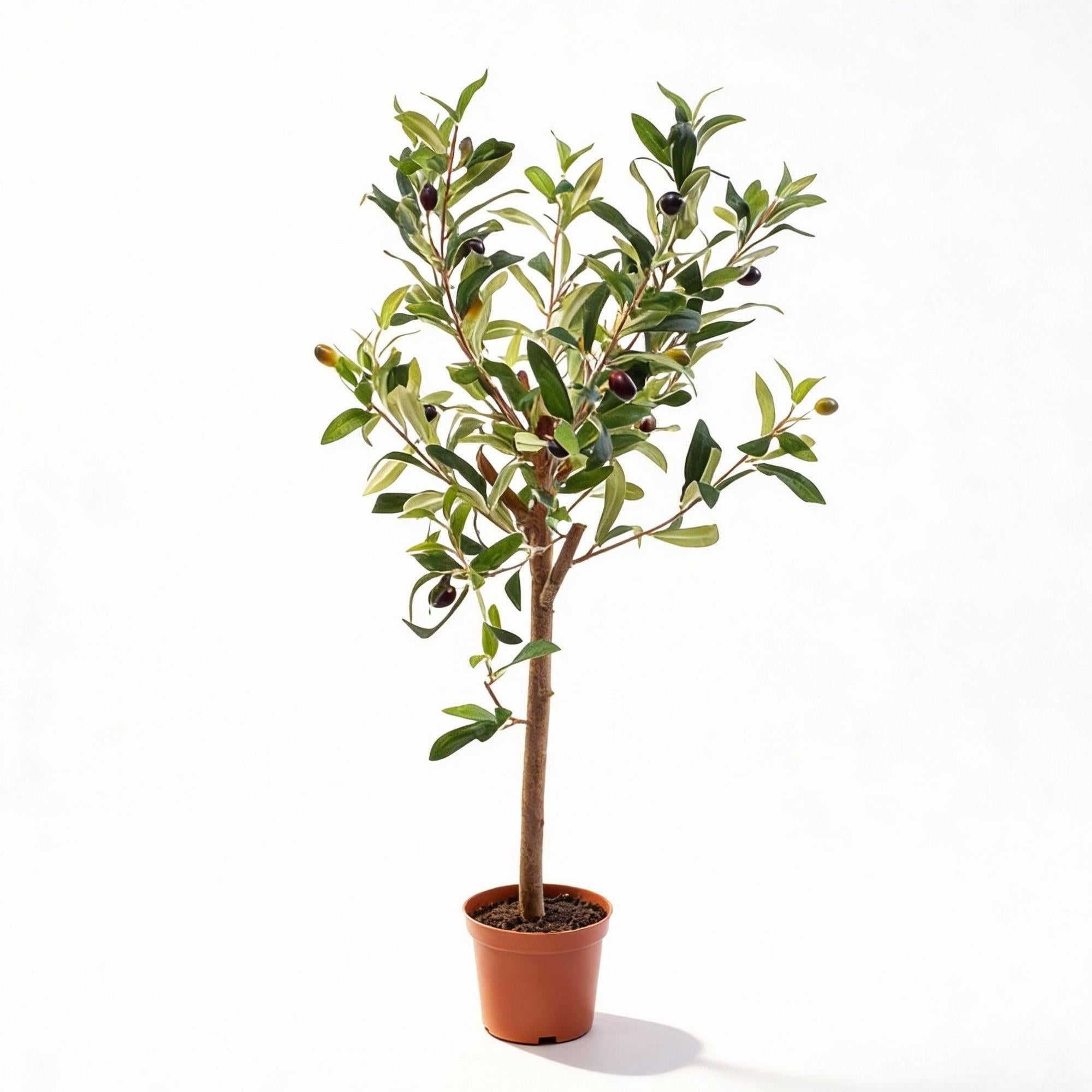 Olivenbaum im Topf, 65 cm – Künstliche Pflanze