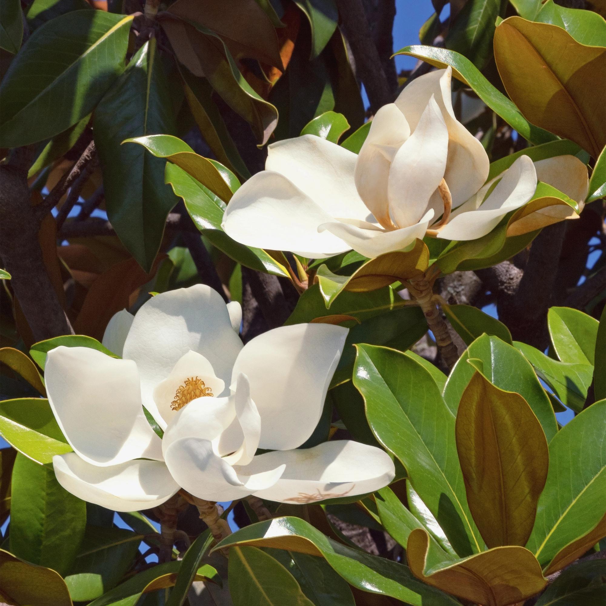 Magnolia grandiflora - Bloem Wit - 1 Plant - Bladhoudend - Weinig Onderhoud - Pot 12cm Hoogte 30cm