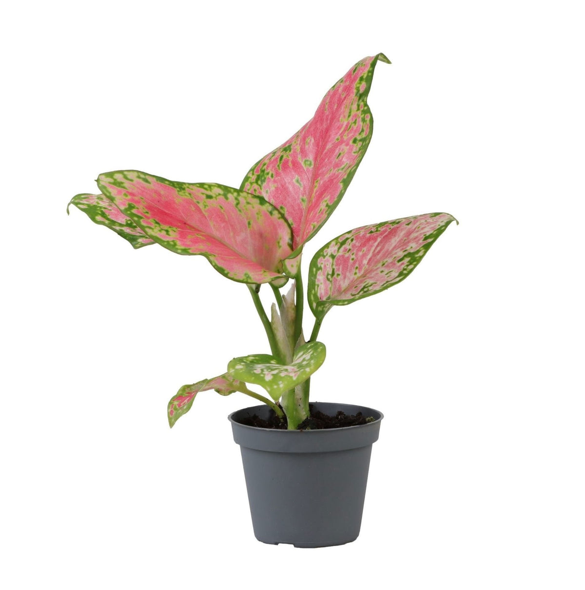 Aglaonema Red Valentine - Chinees groen - Roze - Tropisch - Ø6cm - ↕12cm