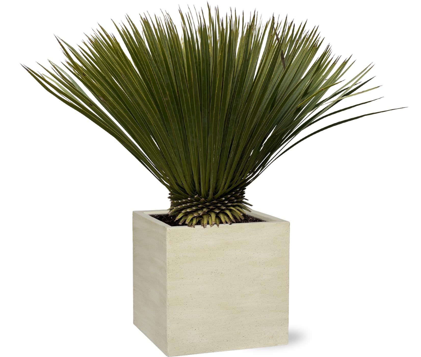 Yucca Rostrata - 70 cm - Ø30