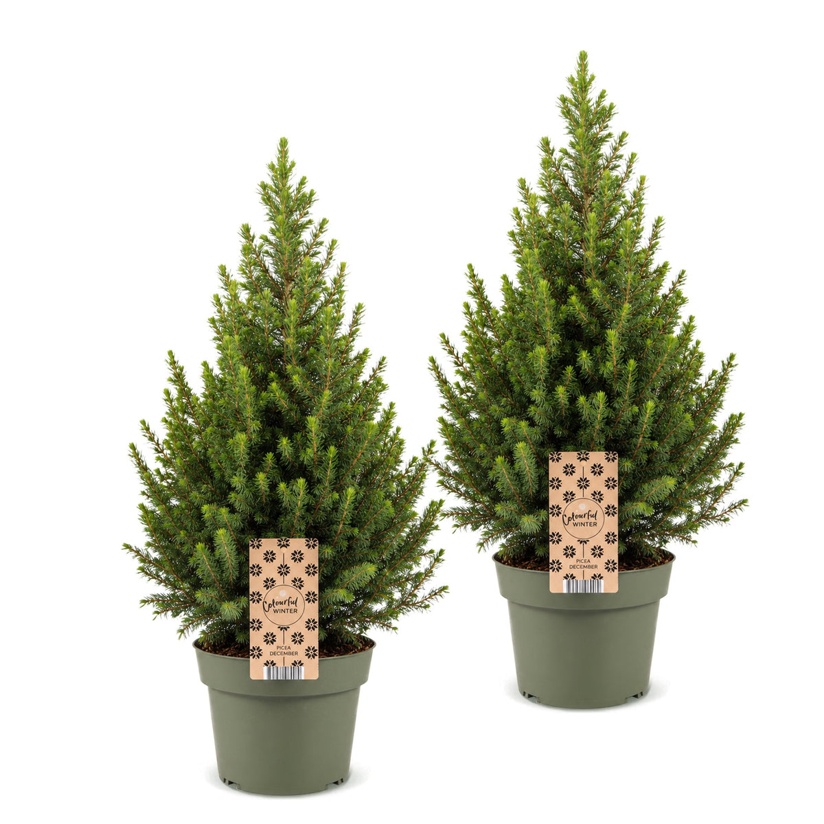 Picea glauca Conica - 2x Kegelspar - Groen - Kerstboom - Ø19cm - ↕65cm