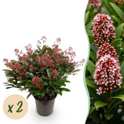 Skimmia japonica Rubella - Bloem Rood - 40+ Bloemen - 2 Plant - Winterhard - Pot 19cm Hoogte 60cm