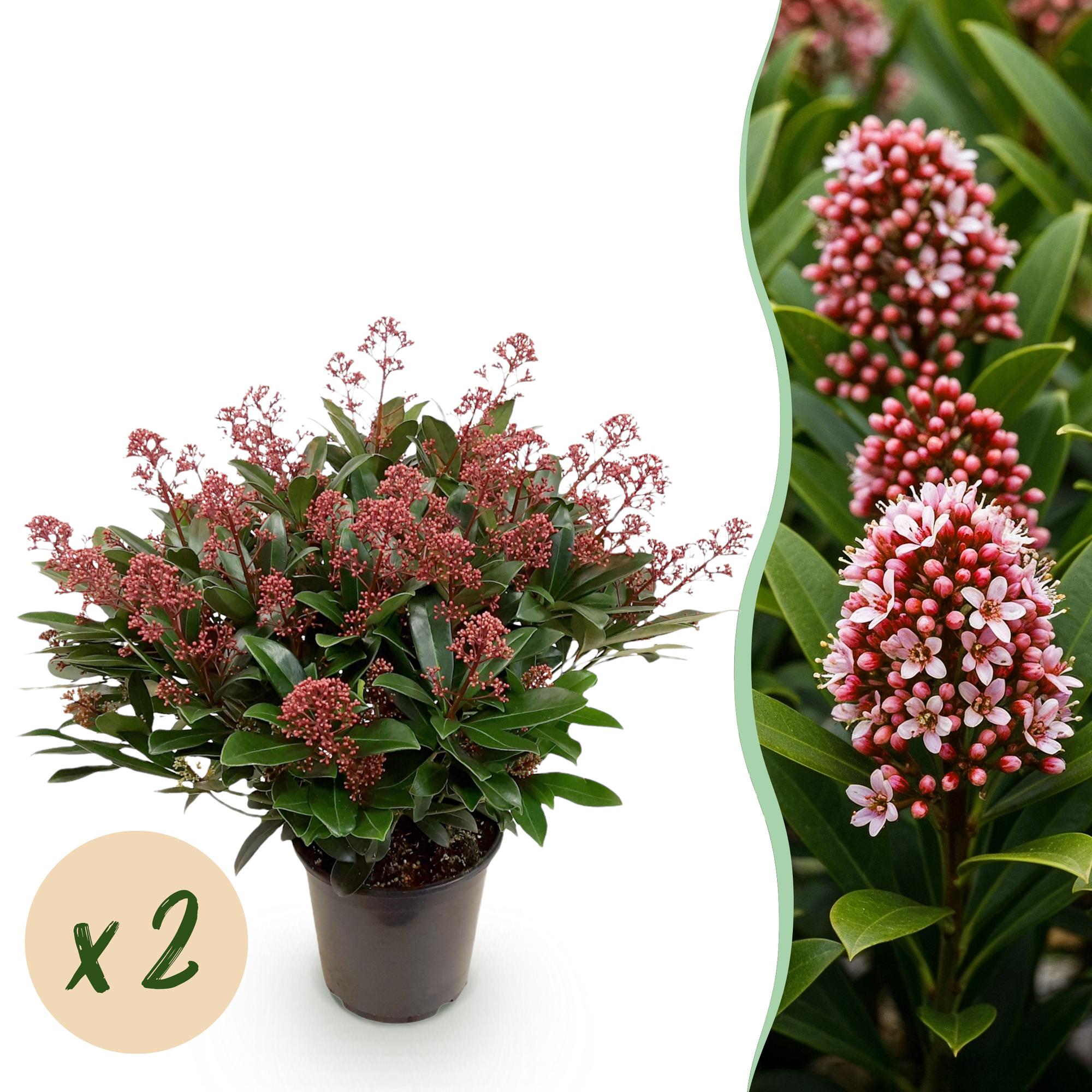 Skimmia japonica Rubella - Bloem Rood - 40+ Bloemen - 2 Plant - Winterhard - Pot 19cm Hoogte 60cm
