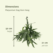 Hängender Anhänger aus Geweih (Platycerium) - Ø 21 cm - ↕ 50 cm