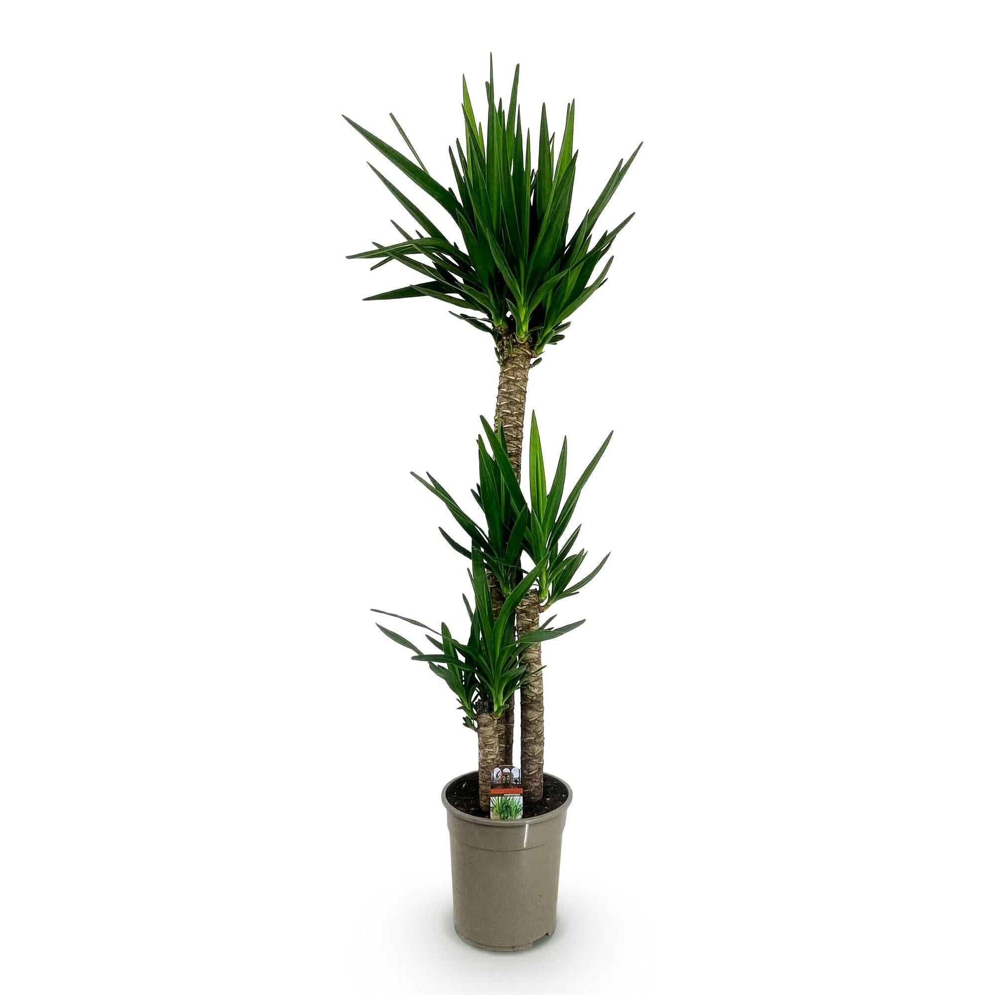 Yucca elephantipes - Weinig onderhoud - Groen - 1 - Pot 24cm - Hoogte 140cm