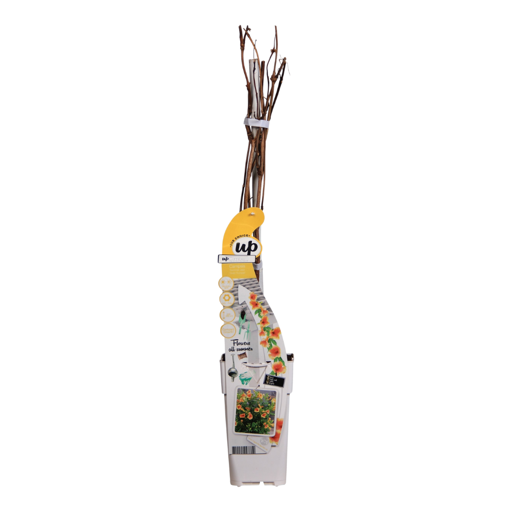 Campsis Summer Jazz « Trompette dorée » - Ø15cm - ↕65cm