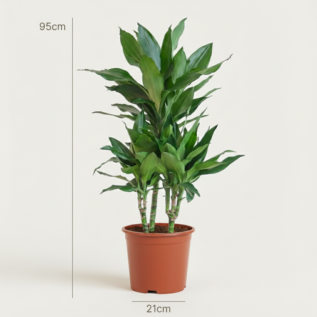 Drakenbloedboom Janet Craig - Dracaena Janet Craig - Groen - Weinig onderhoud - 1 Plant - Pot 21cm - Hoogte 90 - 100cm