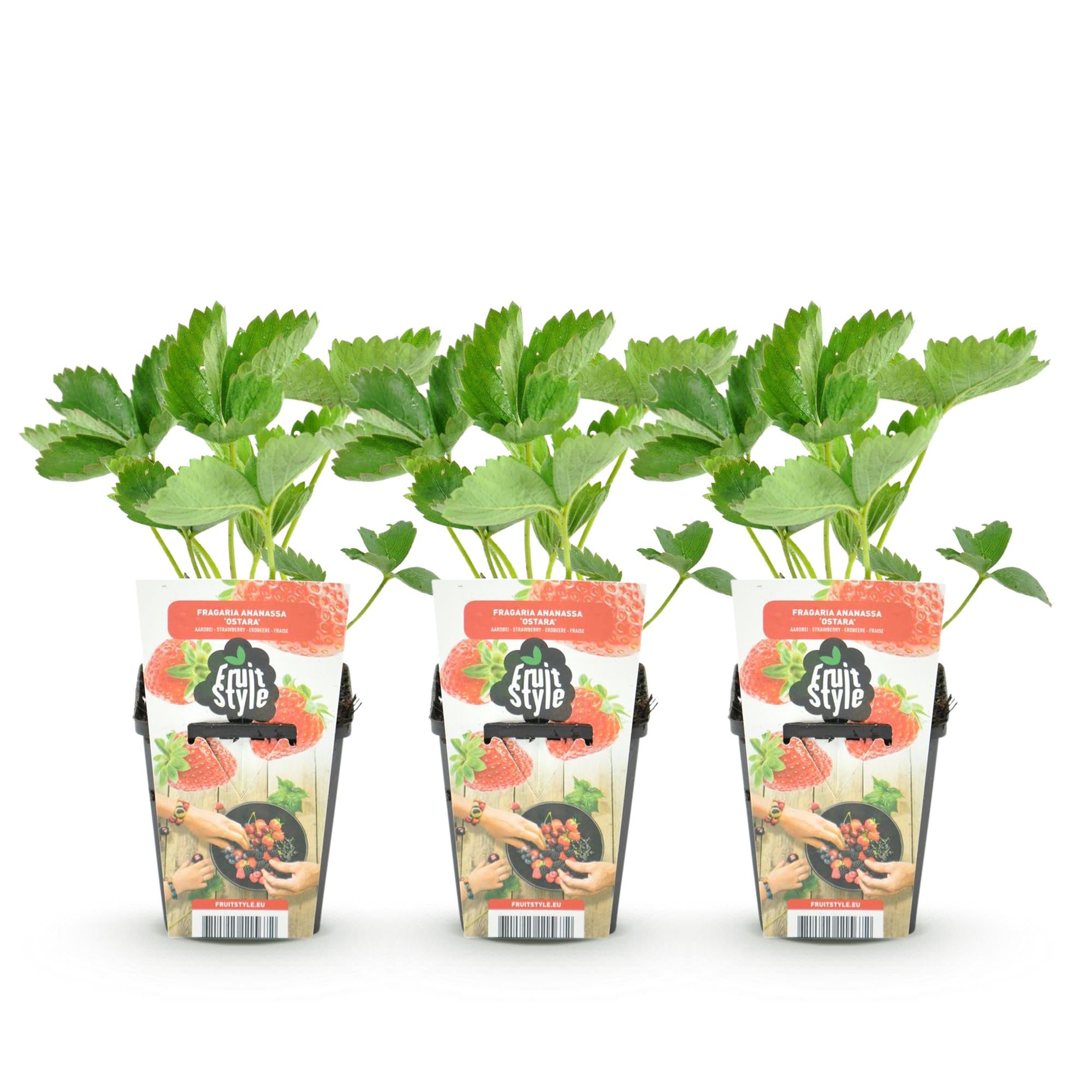 Aardbei - Fragaria Elsanta - Winterhard - 3 Planten - Pot 9 cm - Rode Aardbei