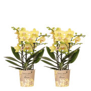 Kolibri Orchids | Combi Deal - 2 Gele Phalaenopsis Orchideeën Blossom Albenga - Ø9 cm