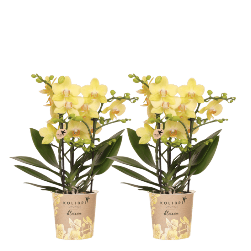 Kolibri Orchids | Combi Deal - 2 Gele Phalaenopsis Orchideeën Blossom Albenga - Ø9 cm
