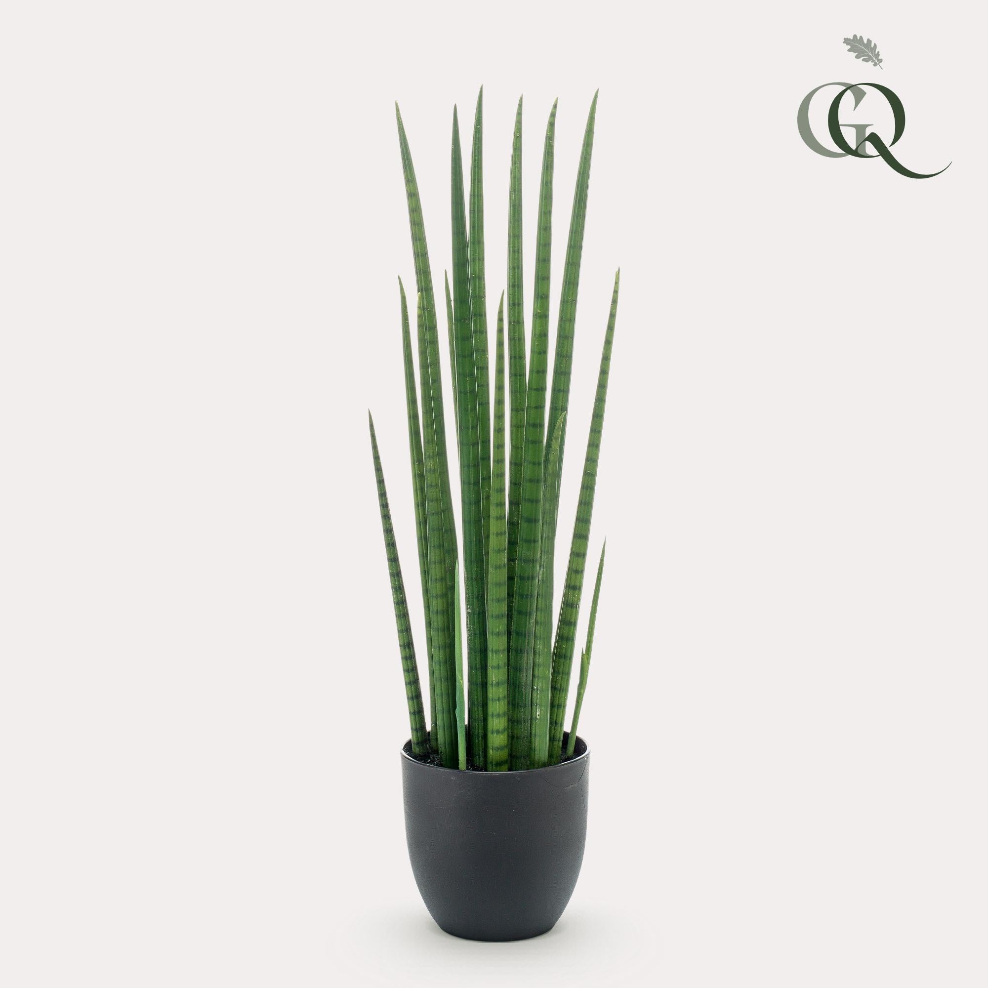 Pianta artificiale - Sanseveria Cylindrica - Lingua di suocera - 70 cm