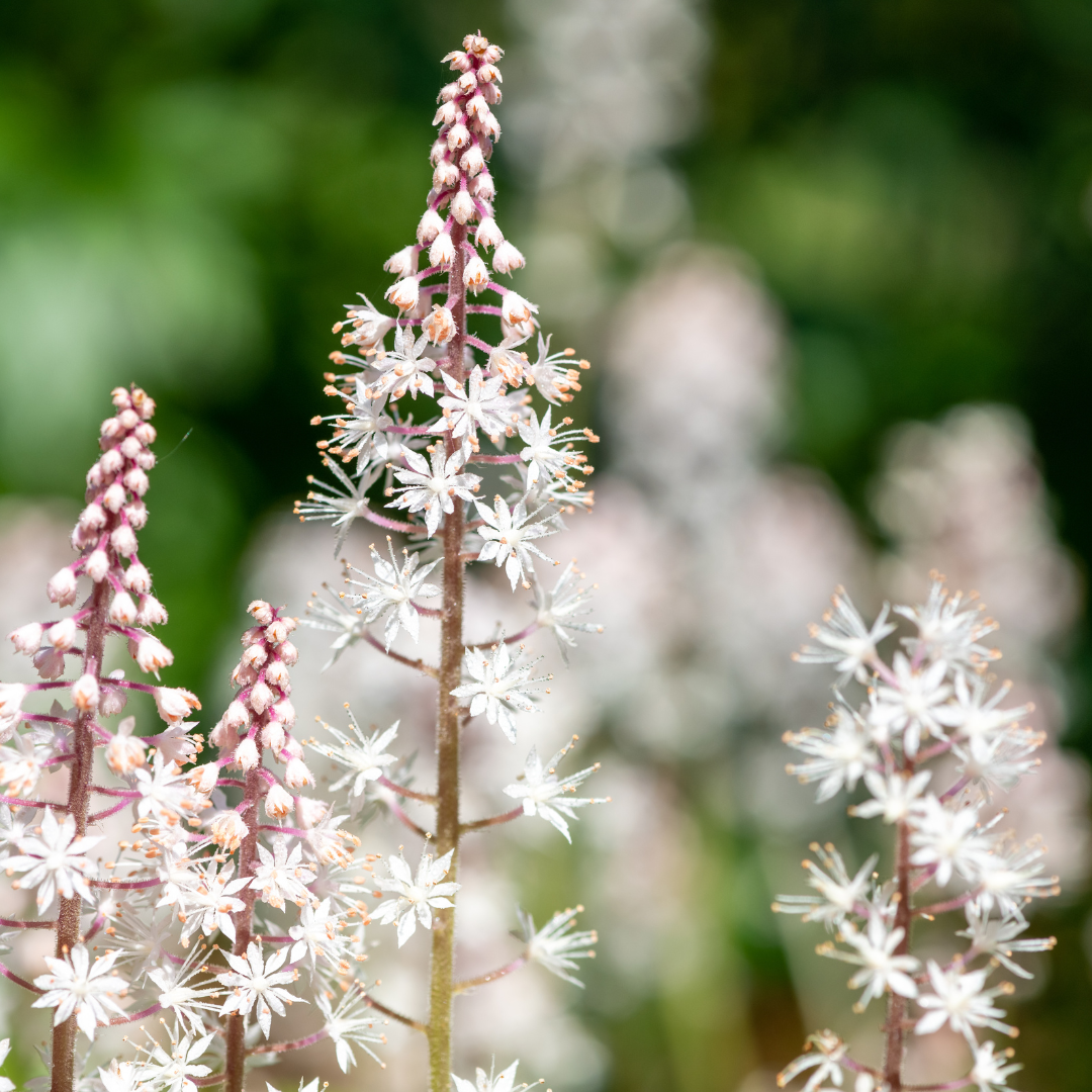 12x Tiarella cordifolia - ↕10-25cm - Ø9cm