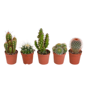 Mix di cactus 5,5 cm - 5x - senza vaso