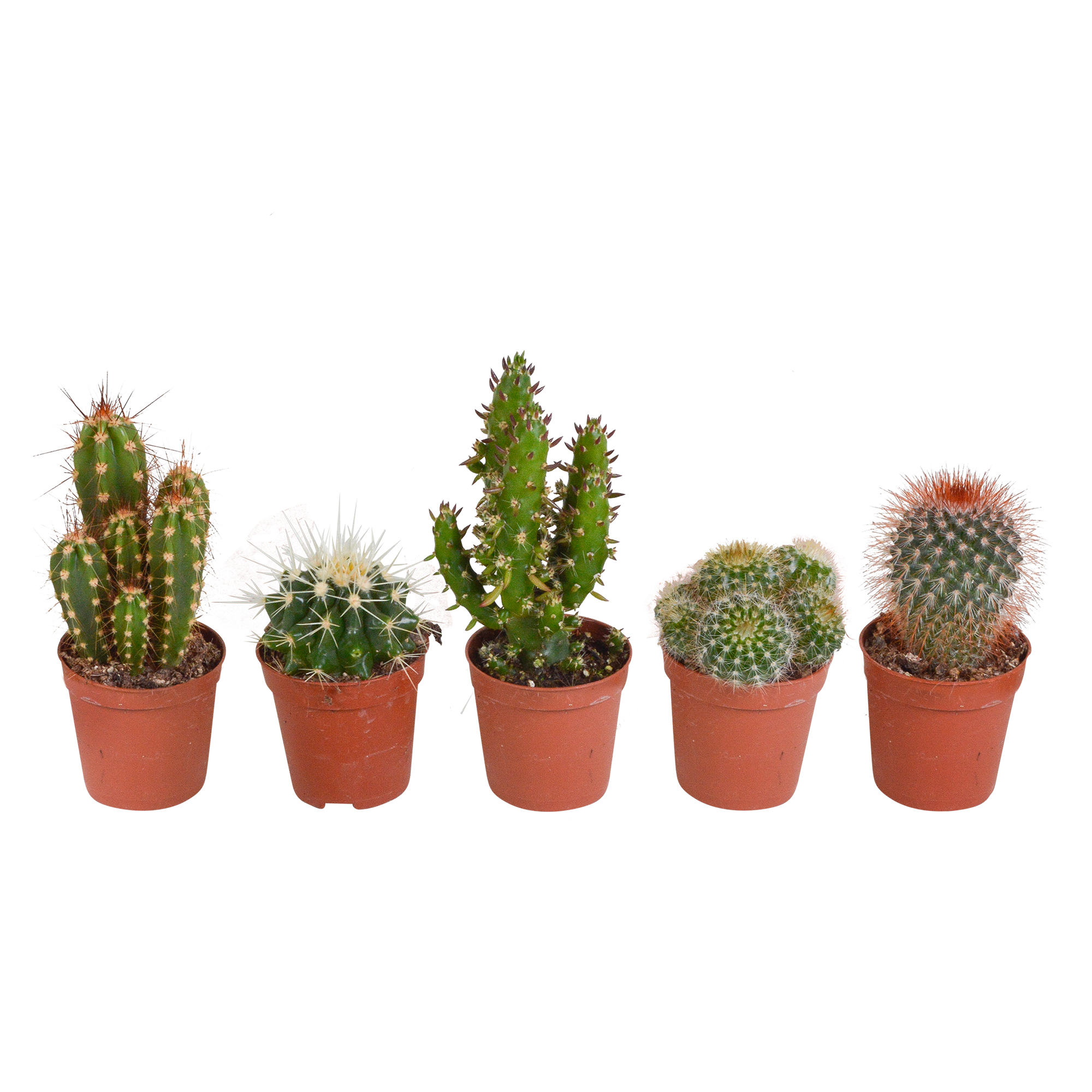 Mix di cactus 5,5 cm - 5x - senza vaso