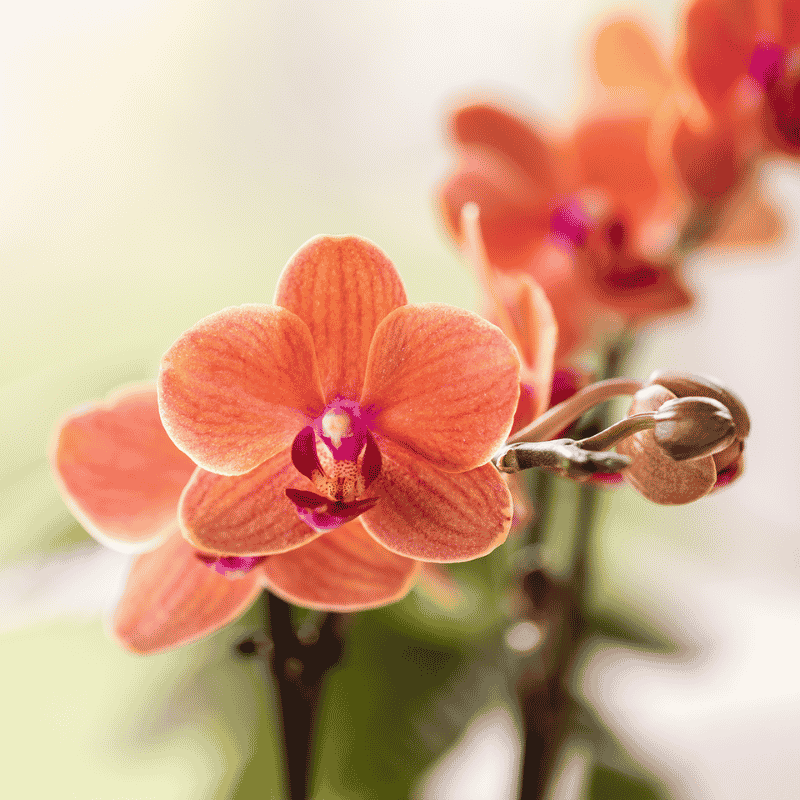 Kolibri Orchids | Orange Jungle Bouquet Mineral Bolzano in Oyster Dish