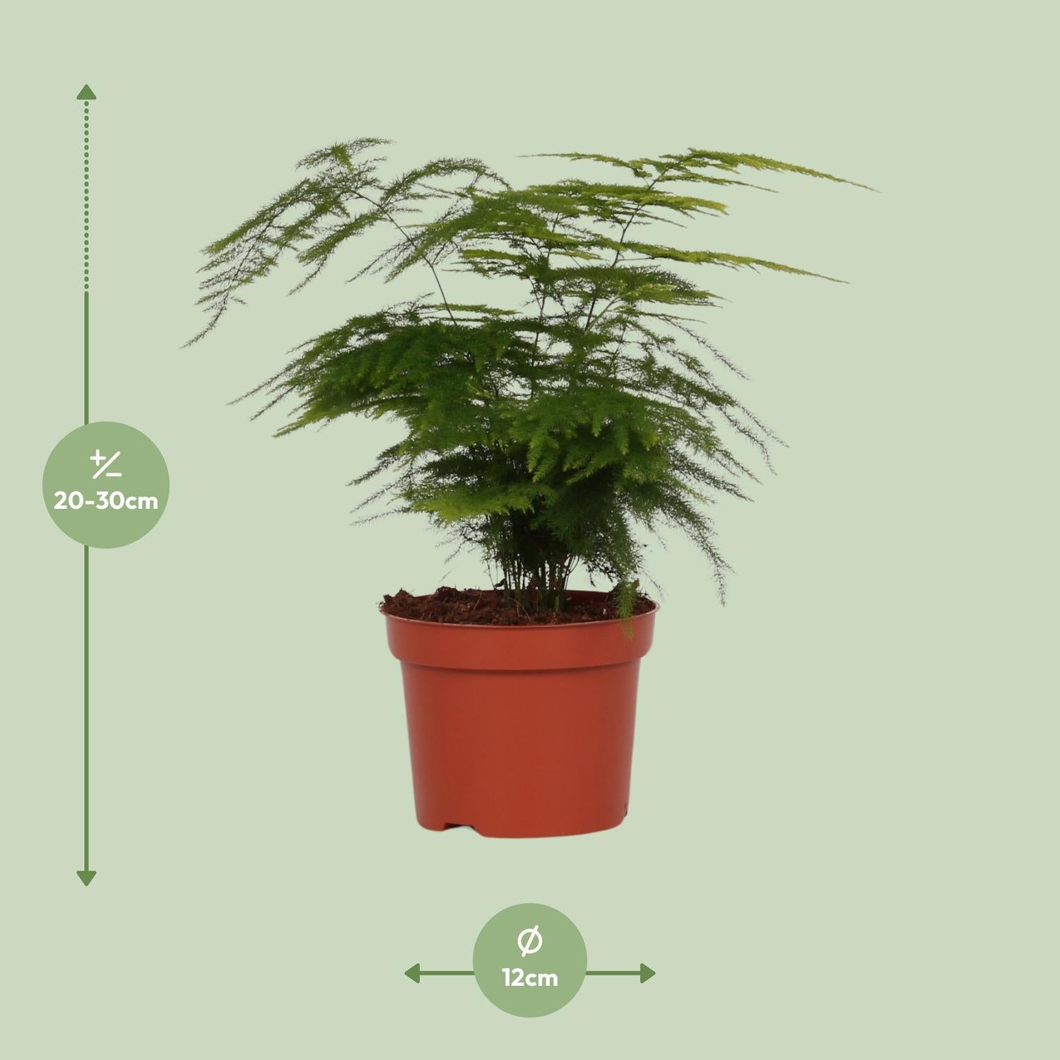 Spargel Setaceus - Ø12cm - ↕35cm