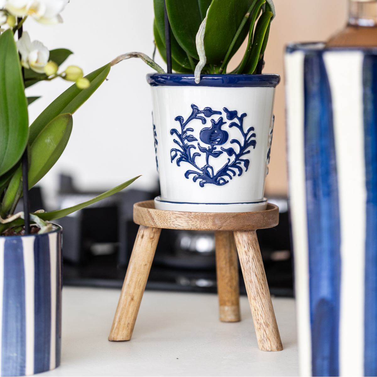 Kolibri Orchids | orchidea bianca Amabilis + vaso decorativo Malaga blu - dimensioni vaso Ø9cm | pianta da appartamento fiorita - fresca dal coltivatore