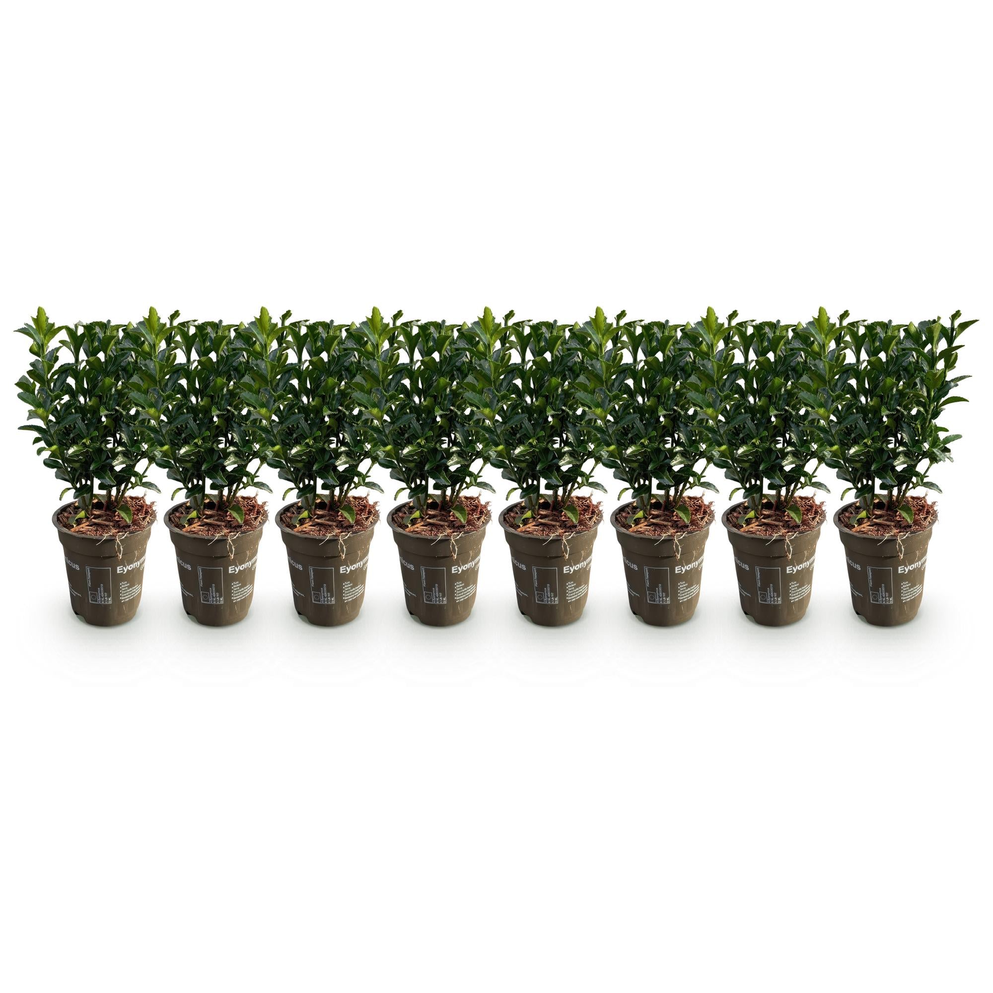 Euonymus japonica Green Spire -  blad groen - 8 planten - 1 strekkende meter - groenblijvend - pot 9cm hoogte 20-25cm