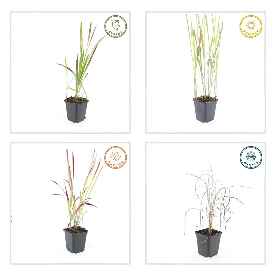 6x Imperata cylindrica 'Red Baron' - ↕10-25cm - Ø9cm
