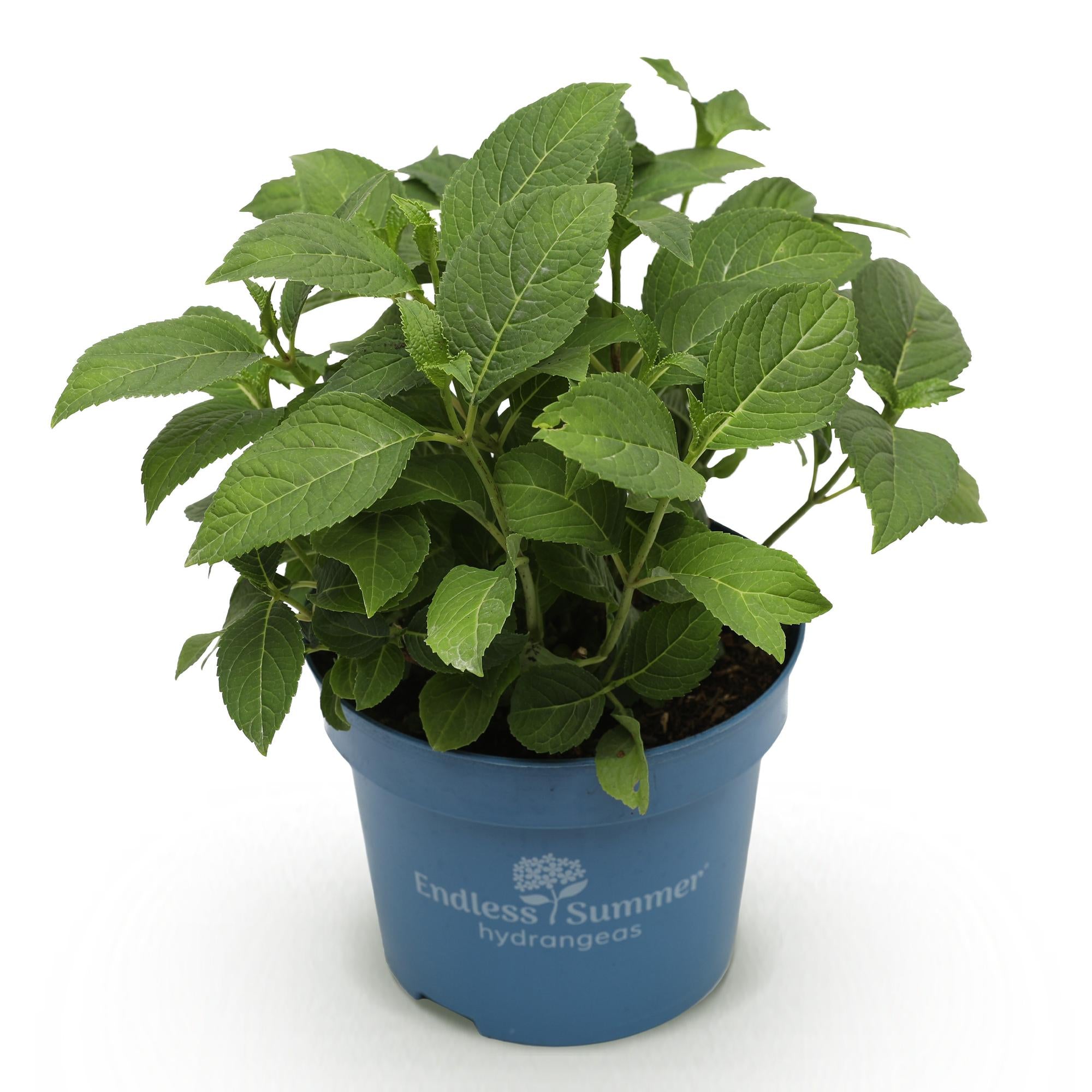Hydrangea Endles Summer Summer Love Red - Hortensia - Winterhard - Rood - 1 Plant - Pot 14cm - Hoogte 20-25cm