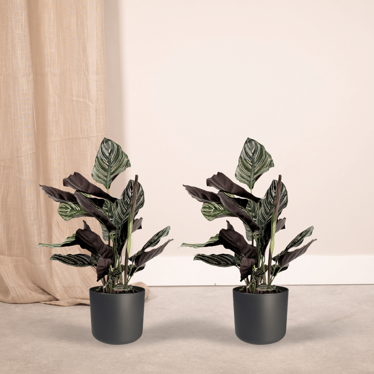 2x Calathea Ornata - Pianta di pavone - 50cm - ø14