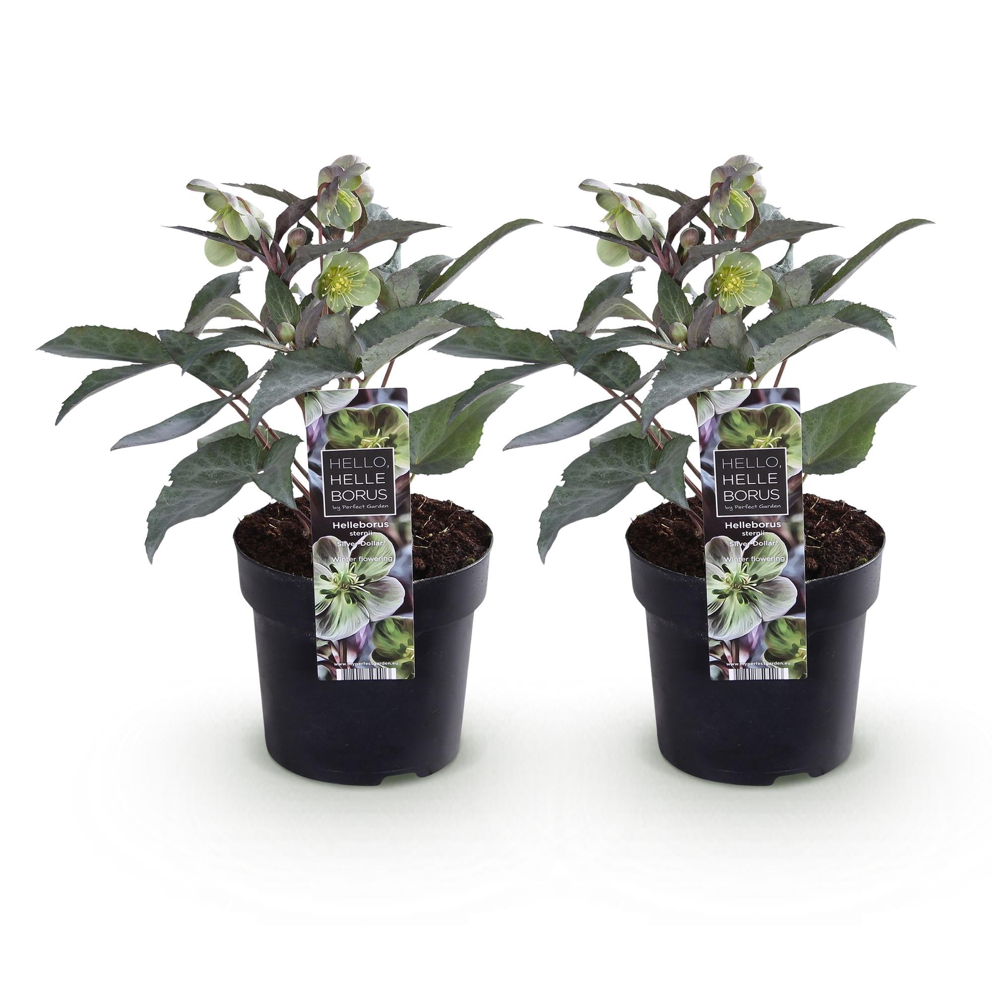 Lenten Rose - Helleborus sternii Silver Dollar - Groene  Bloem -2 Planten- Groenblijvend - Pot 14cm Hoogte 35cm