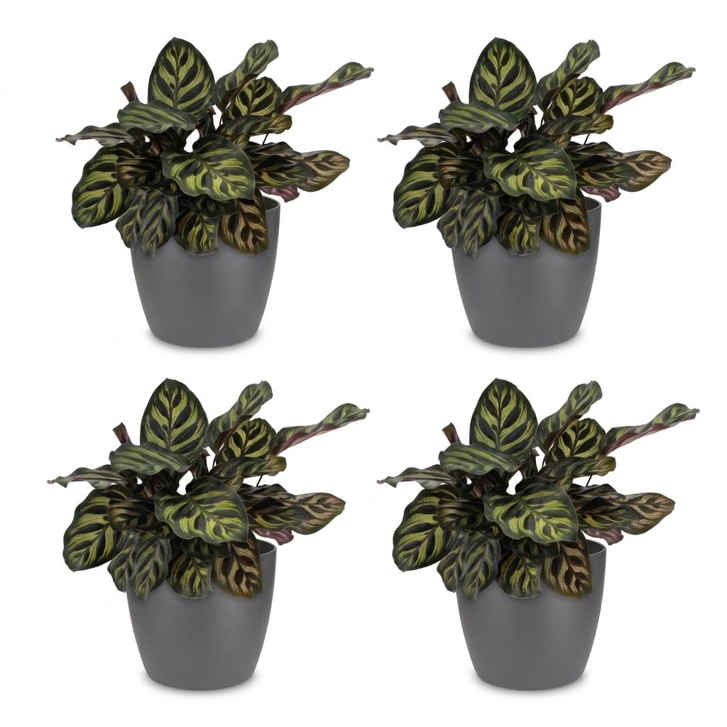 Calathea Makoyana - Pauwenplant - 4x - met Potter Grijs - Pot 12cm - Hoogte - 25cm