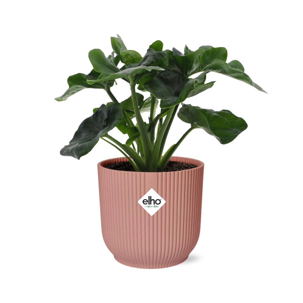 Philodendron Atom in ELHO Vibes Fold 14cm pink