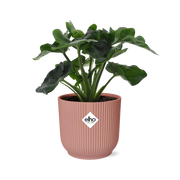 Philodendron Atom in ELHO Vibes Fold 14cm pink