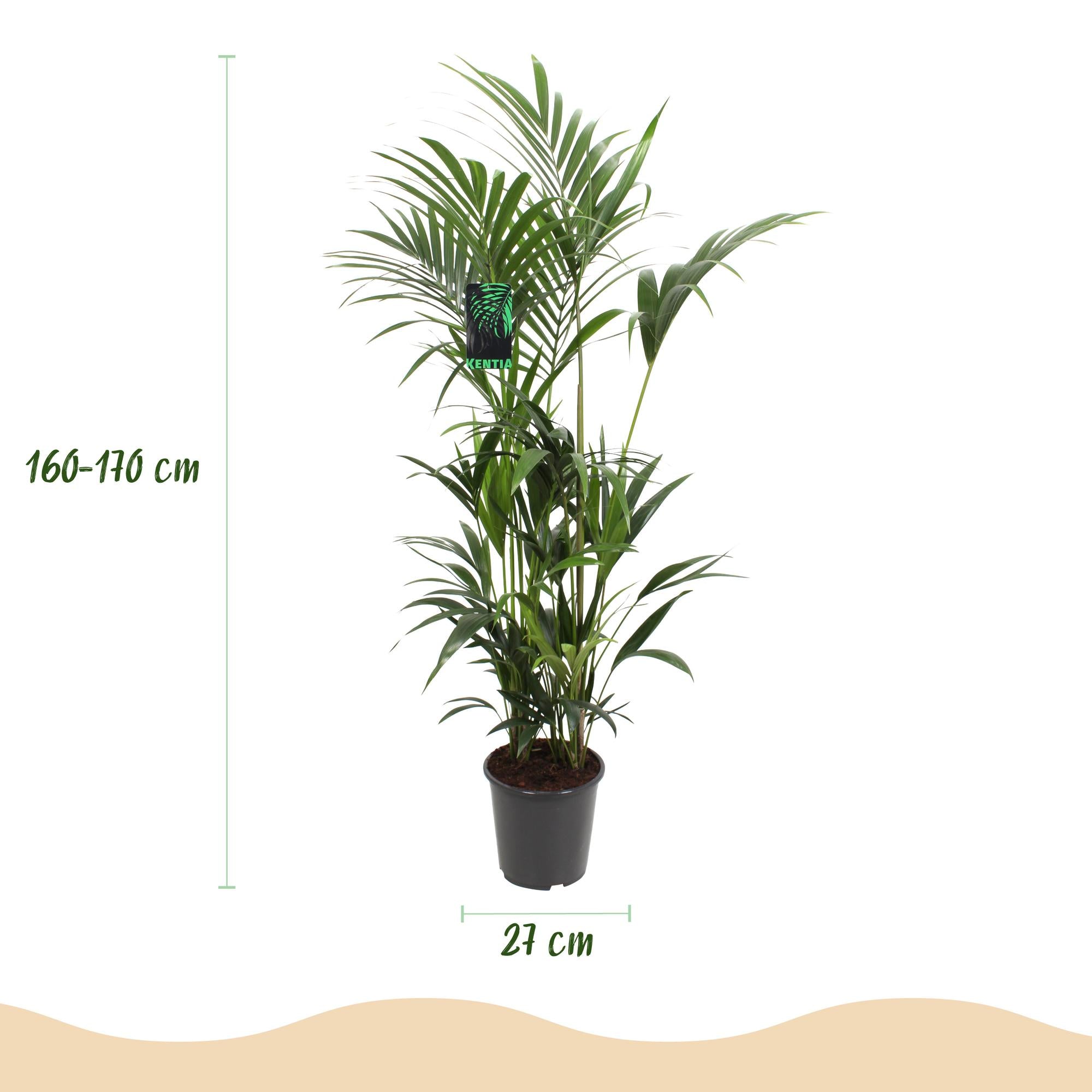 Howea Forsteriana - Kentia Palm - Weinig Onderhoud - Groen - 1 plant - Pot 27cm - Hoogte 160-170cm