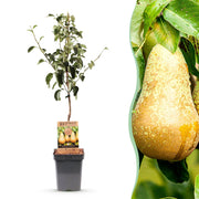 Perenboom - Pyrus communis Conference  - Gele Peer - Pot 21cm Hoogte 90cm