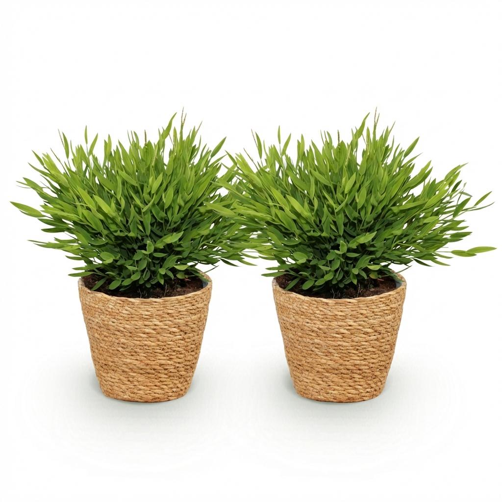 Bamusa Pogonatherum Monica - Kamerbamboe - Huisdiervriendelijke Plant - Groen - 2 Planten - met Mand - Pot 12cm - Hoogte 20cm