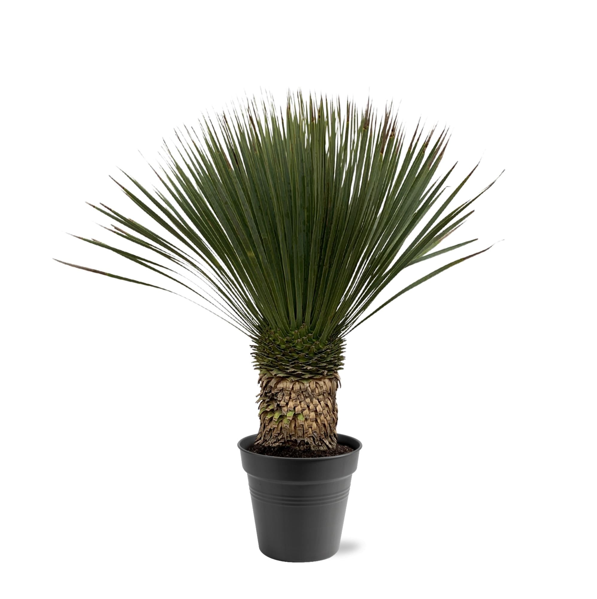 Yucca Rostrata - 80 - 100cm - Ø38