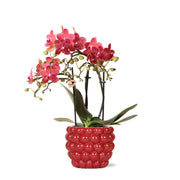 Kolibri Orchids | Orquídea Phalaenopsis roja – Congo + Maceta decorativa Berry – Tamaño de la maceta: Ø9cm | Planta de interior con flor en maceta - recién salida del vivero