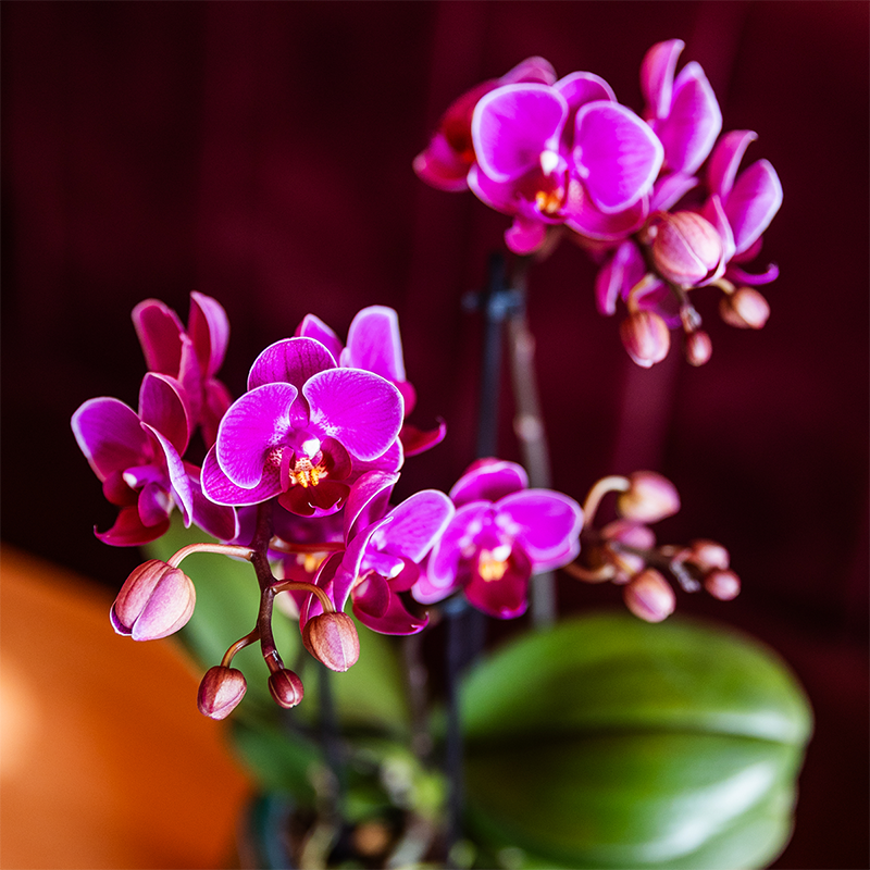Kolibri Orchids | Orquídeas moradas en plato Como con depósito de agua | Dos orquídeas Morelia moradas de 9 cm