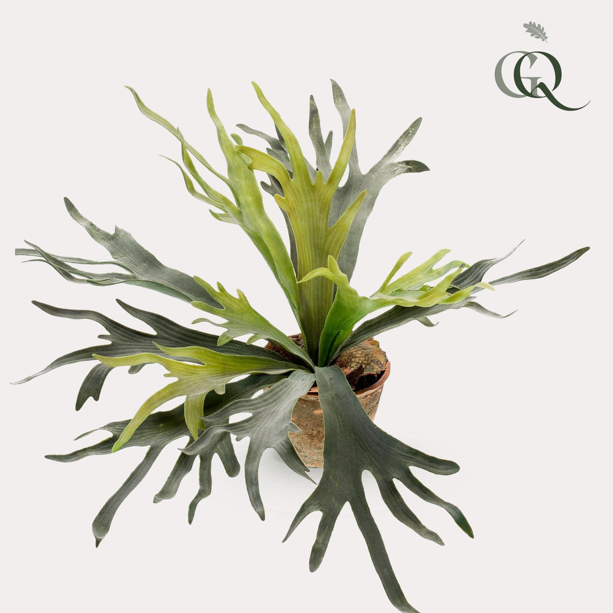 Künstliche Pflanze – Geweihfarn – 50 cm