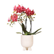 Orchidées Kolibri | Orchidée Phalaenopsis rouge – Congo + Pot en travertin gummy – diamètre du pot : 9 cm | Plante d'intérieur fleurie en pot – fraîchement cueillie