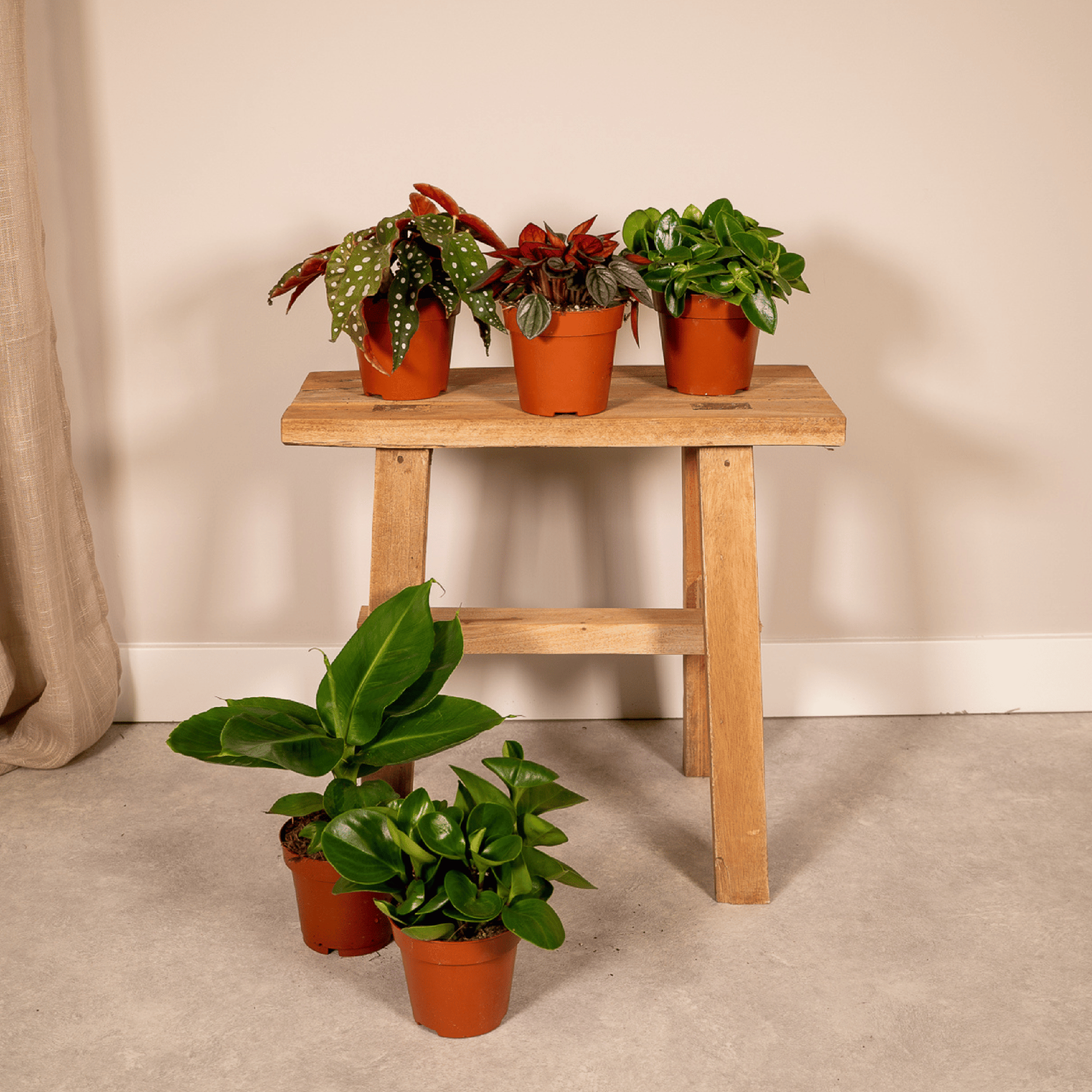 Überraschungsbox – Ø 12 cm – ↕ 25 cm – 5 Stück