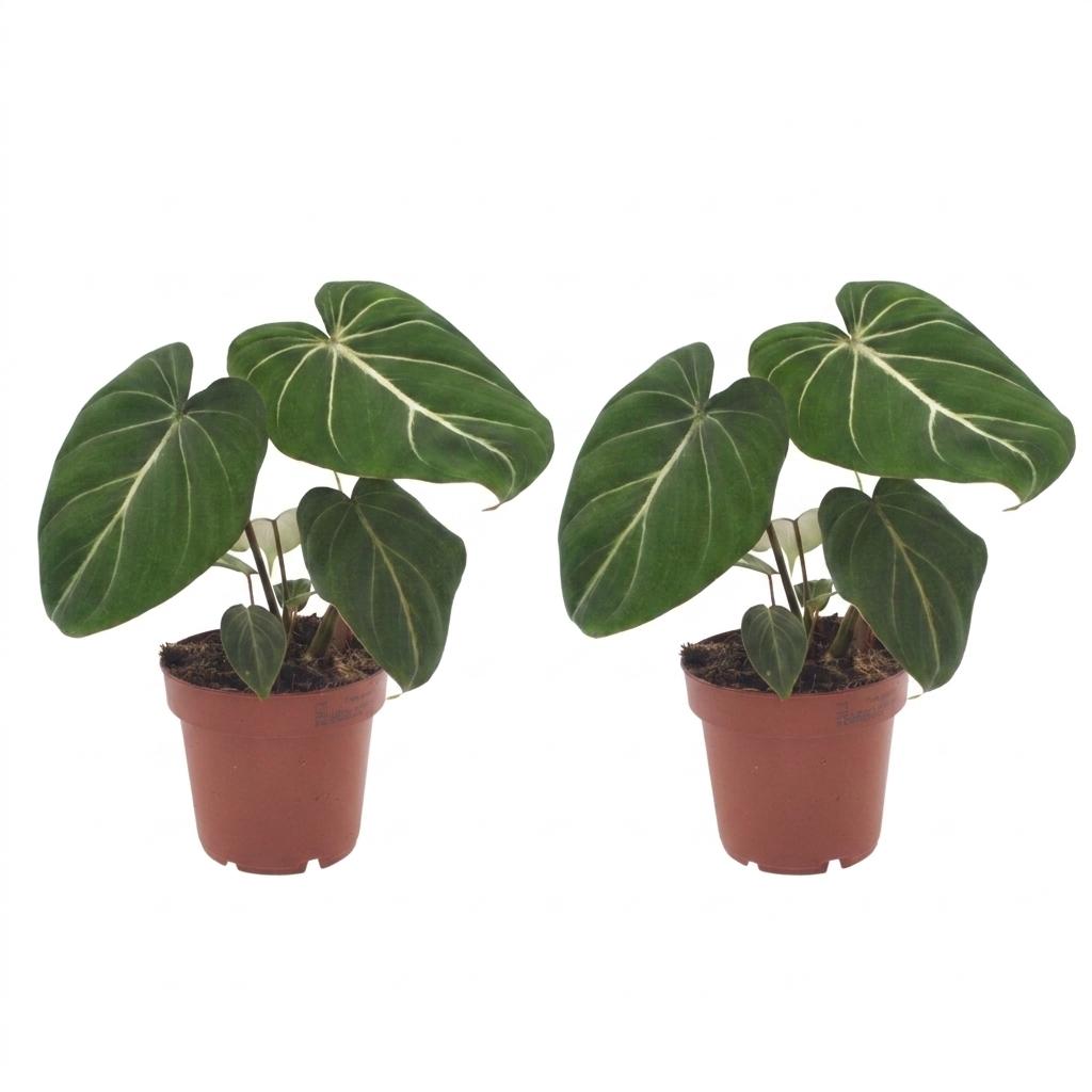 Philodendron Gloriosum - Glorie Philodendron - 2x - Pot 12cm - Hoogte - 25cm