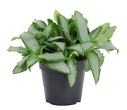 Murdannia loriformus 'Bright Star' - Ø12cm - ↕20cm