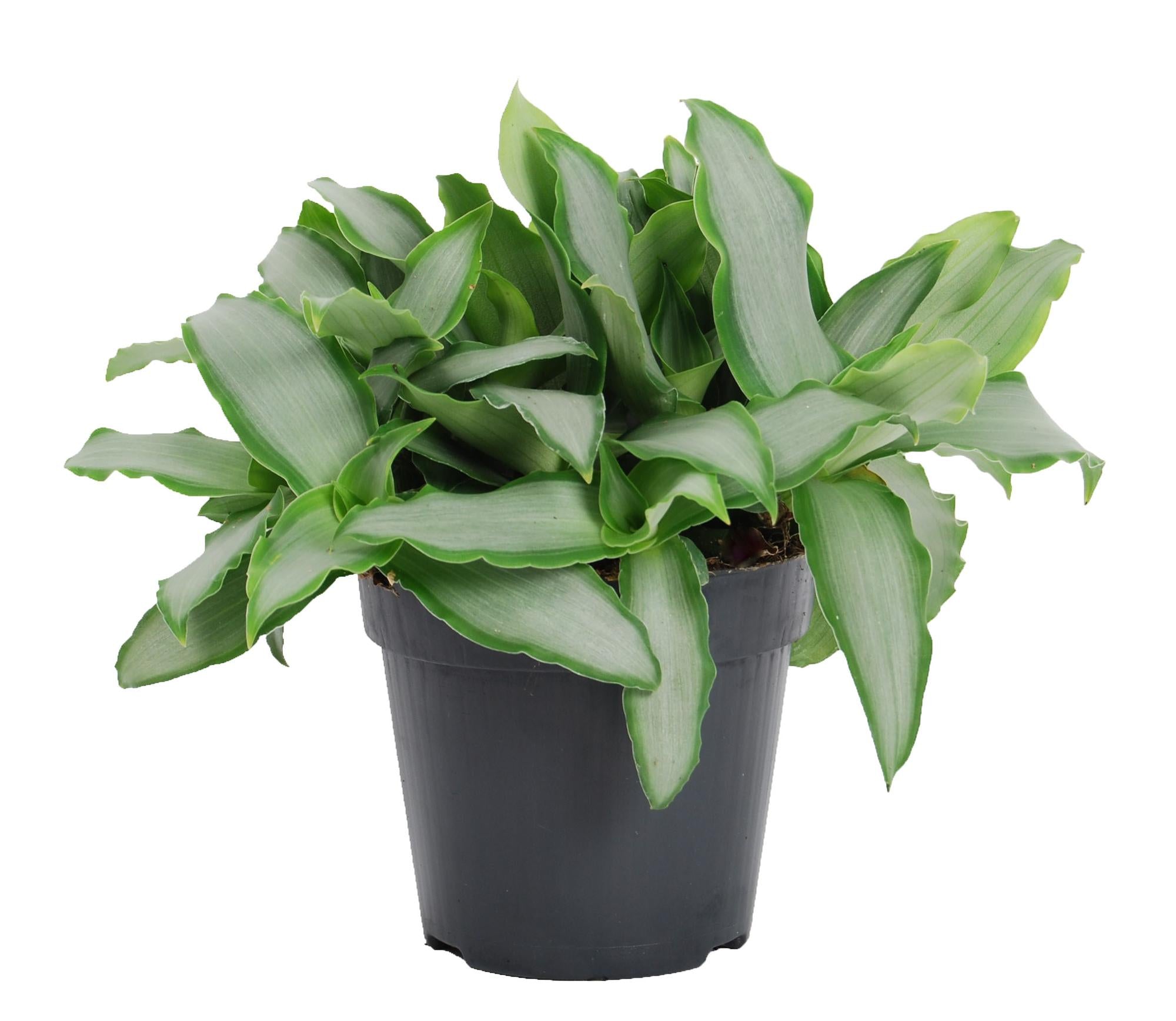 Murdannia loriformus 'Bright Star' - Ø12cm - ↕20cm
