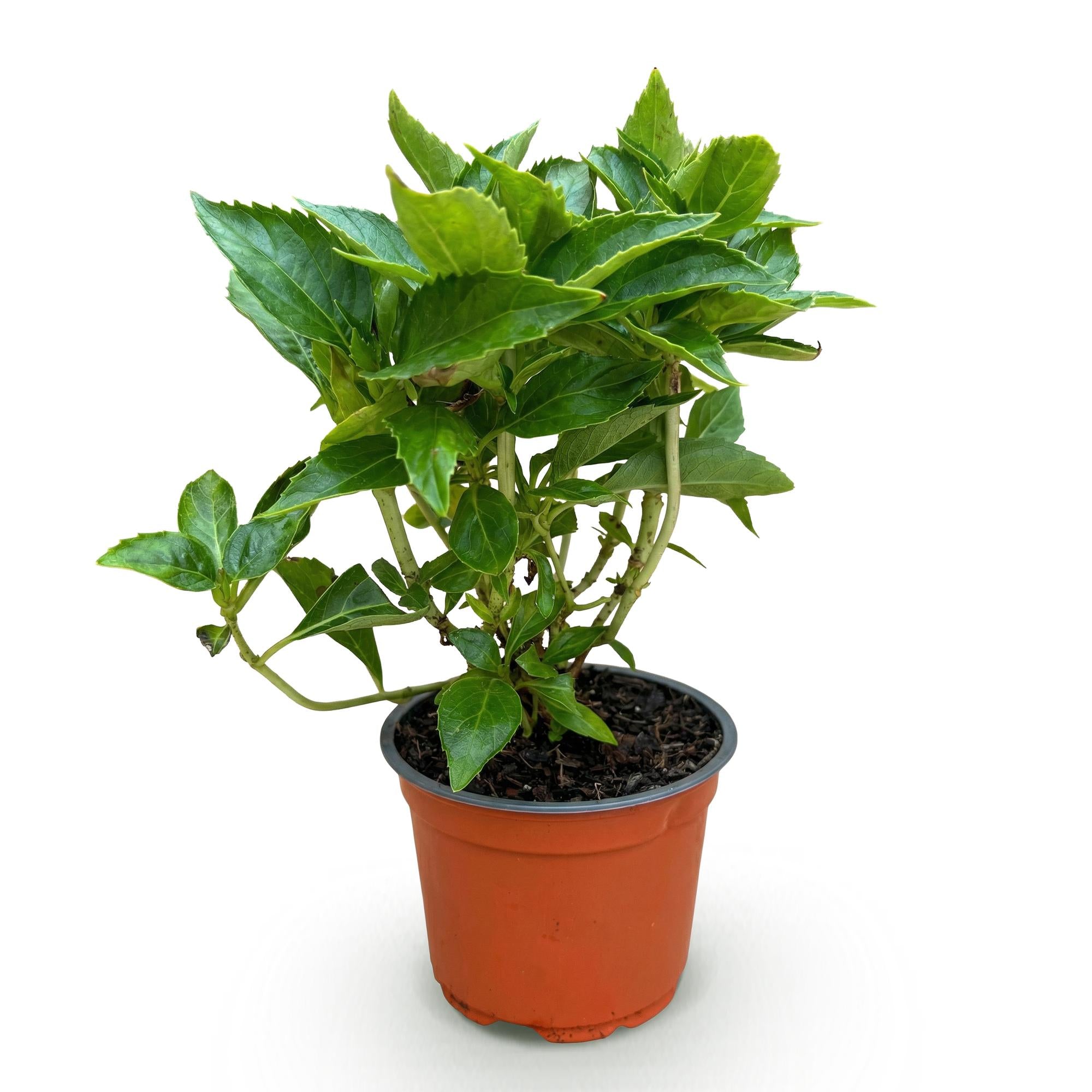 Hydrangea macrophylla Rood - Hortensia - Winterhard - Rood - 1 Plant - Pot 12cm - Hoogte Hoogte 20-30cm