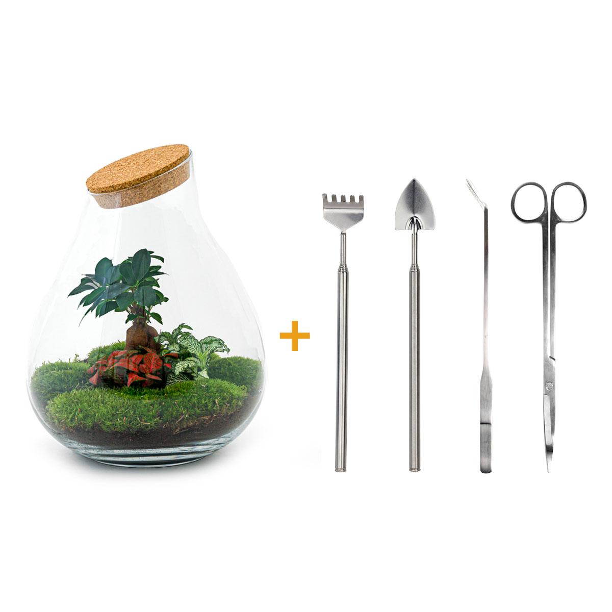 Terrarium à faire soi-même - Bonsaï Drop XL - ↕ 37 cm - Râteau + Pelle + Pince à épiler + Ciseaux