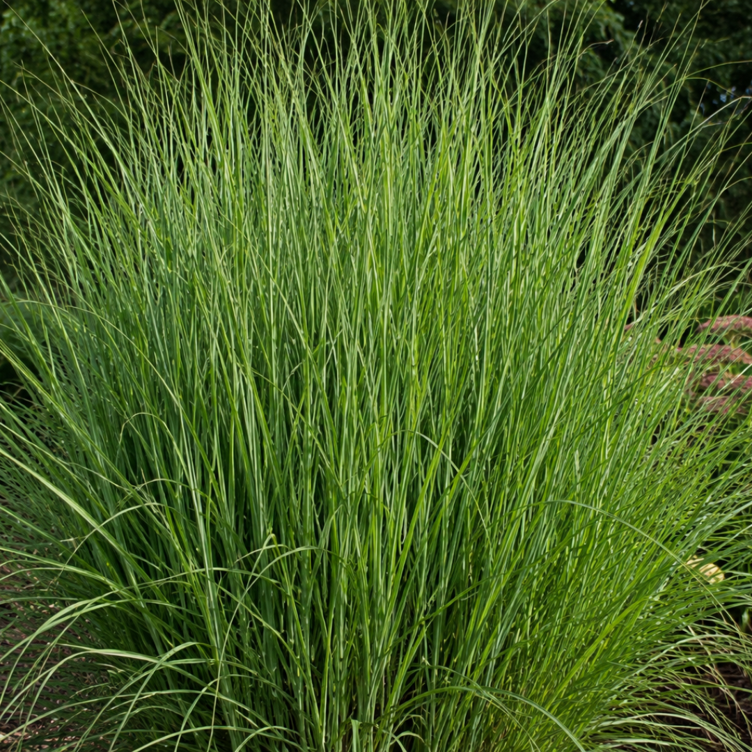 6x Panicum virgatum ‘Northwind’ – Sterk opgaand siergras met strakke groeivorm | Potmaat 12 cm