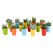 Cactus and succulent mix 5.5 cm | 15 pieces - in a colored plastic pot