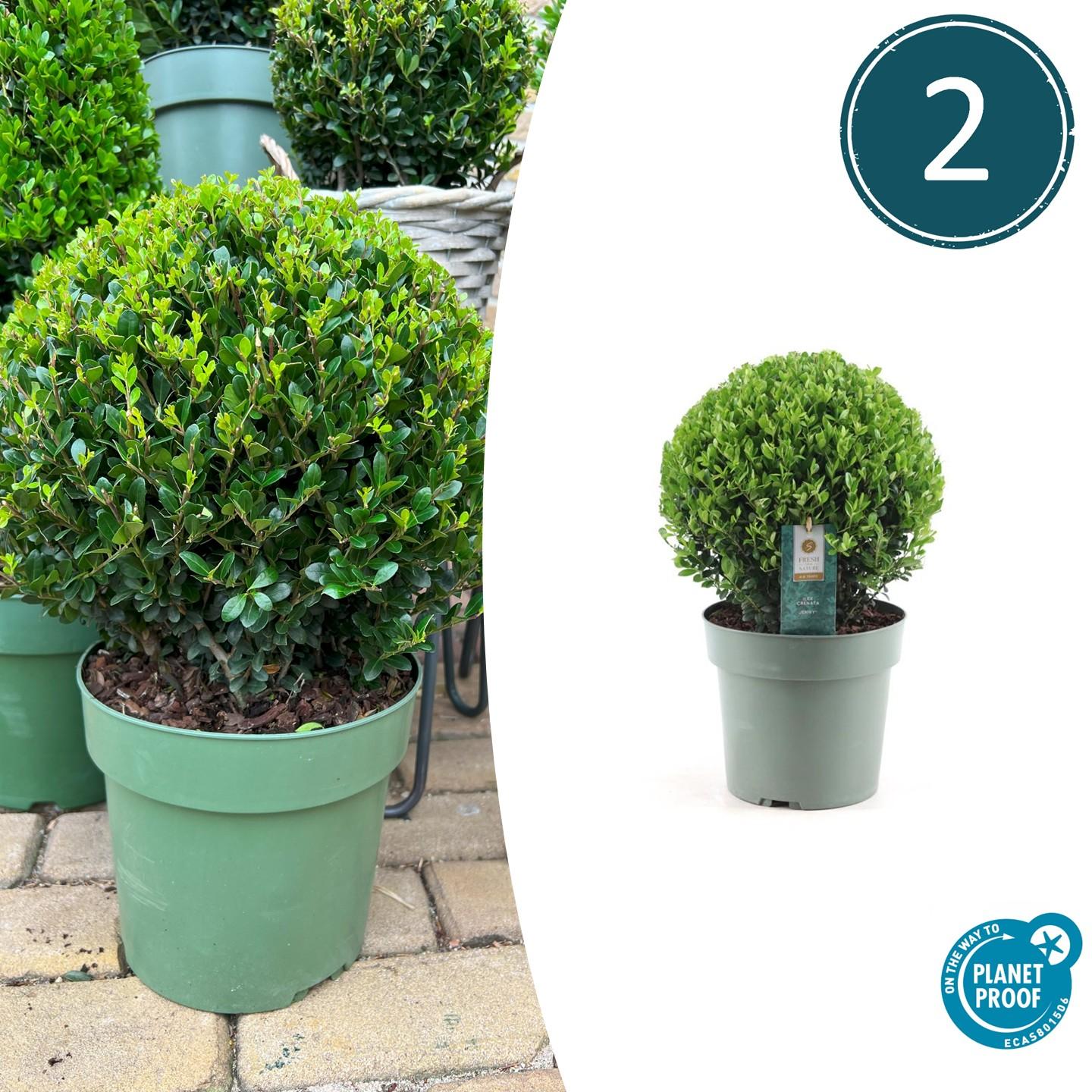 2x Ilex crenata 'Jenny' palla XL | set da 2 | 25 cm Ø
