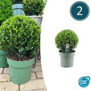 2x Ilex crenata 'Jenny' palla XL | set da 2 | 25 cm Ø